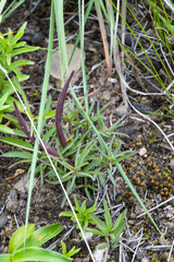 Brachystelma pygmaeum