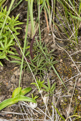 Brachystelma pygmaeum