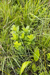 Eriosemopsis subanisophylla
