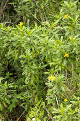 Euryops chrysanthemoides