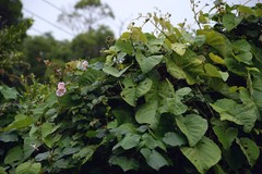 Decalobanthus distillatorius