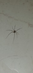 Araneae
