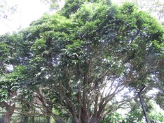 Diospyros malabarica