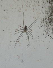 Araneae