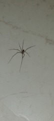 Araneae