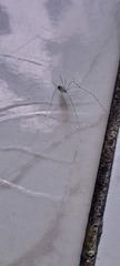 Araneae