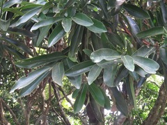 Diospyros malabarica