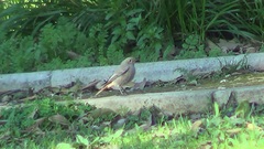 Phoenicurus ochruros