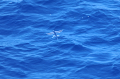 Cheilopogon