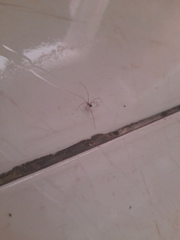 Araneae