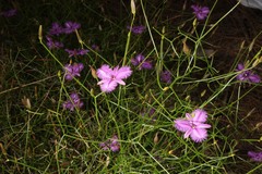 Thysanotus dichotomus