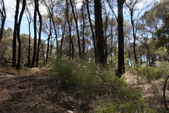 Thysanotus dichotomus