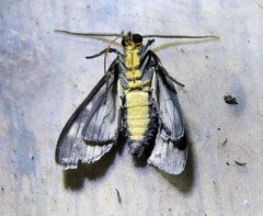 Eucereon cimonis