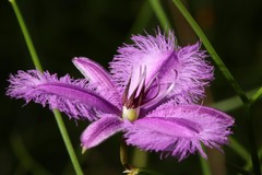 Thysanotus dichotomus