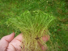 Sphagnum girgensohnii