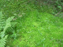 Sphagnum girgensohnii