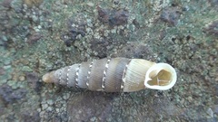 Papillifera papillaris