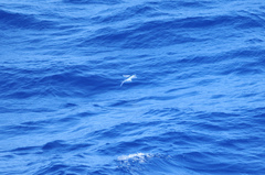 Cheilopogon