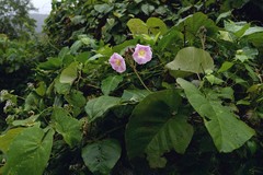 Decalobanthus distillatorius