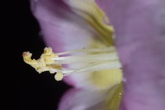 Decalobanthus distillatorius