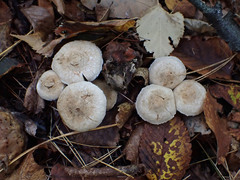 Inocybe griseoscabrosa