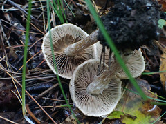 Inocybe griseoscabrosa
