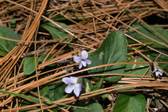 Viola umbraticola