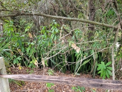 Costus woodsonii