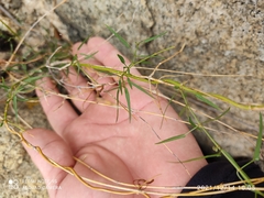 Pleurocoronis pluriseta