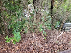 Costus woodsonii