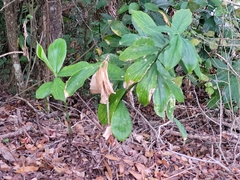Costus woodsonii
