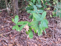 Costus woodsonii