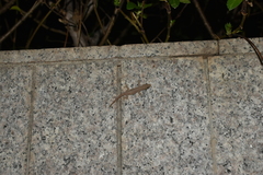 Gehyra mutilata
