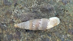 Papillifera papillaris