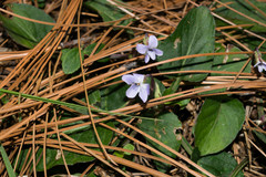 Viola umbraticola