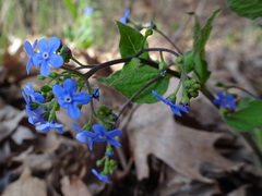 Brunnera