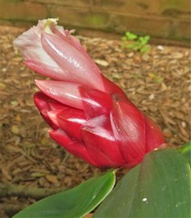 Costus atlanticus