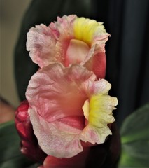 Costus atlanticus