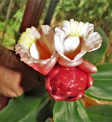 Costus atlanticus