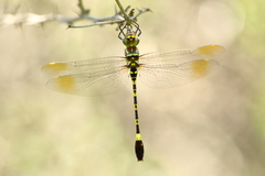 Phyllomacromia picta