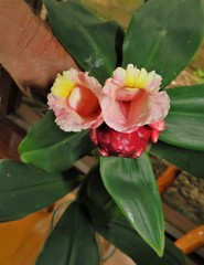 Costus atlanticus