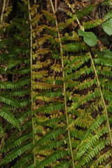 Polystichum × luerssenii