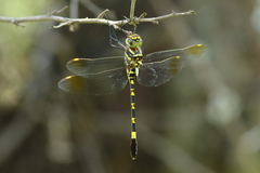 Phyllomacromia picta