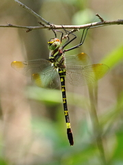 Phyllomacromia picta