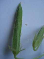 Oxalis dillenii