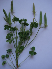 Oxalis dillenii