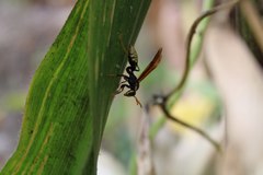 Polistes xanthogaster