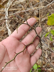 Sarcomphalus joazeiro
