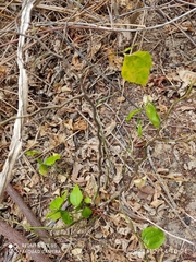 Sarcomphalus joazeiro