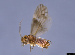 Peripsocus